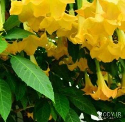 عکس گل بال فرشته ای