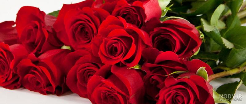 عکس گل برای ولنتاین [ با این 26 گل عشقم سوپرایز شد 😍 ]