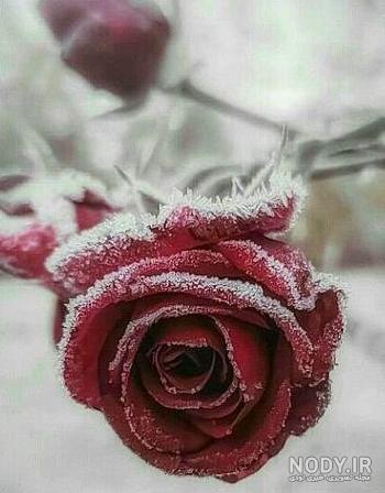 عکس گل رز زیبا و خاص برای پروفایل جدید
