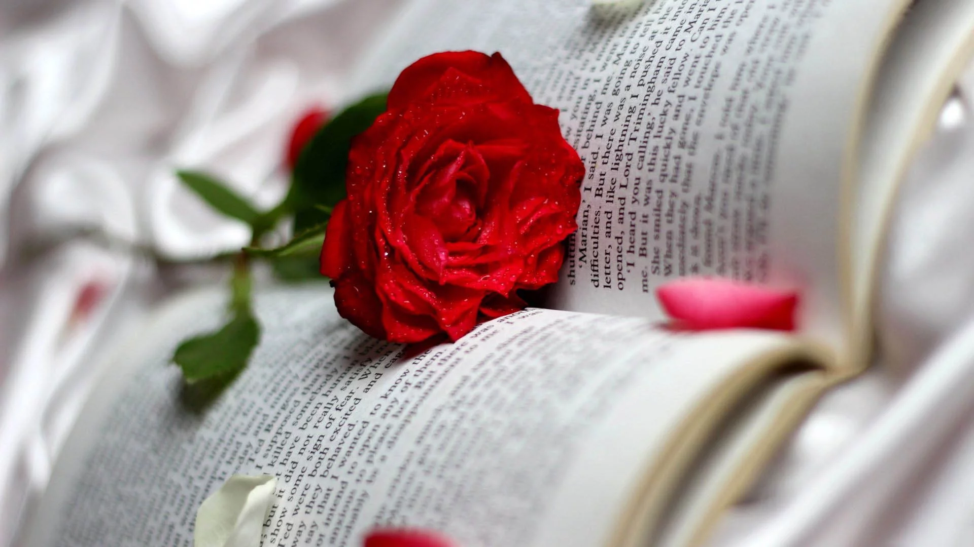 عکس گل رز زیبا و خاص برای پروفایل جدید