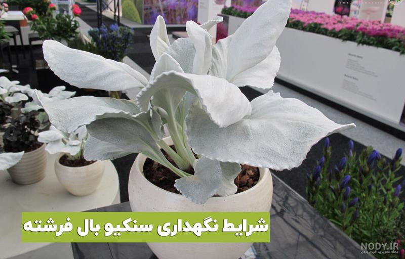 عکس گل فرشته