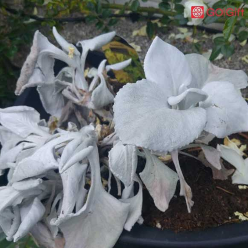 عکس گل فرشته