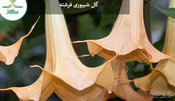 فرشته: - عکس ویسگون