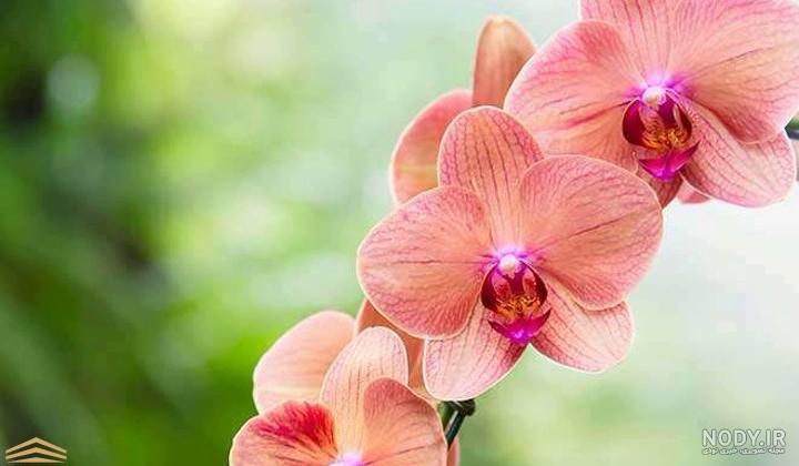 مجموعه عکس گل ارکیده رنگارنگ و چشم نواز - ستاره