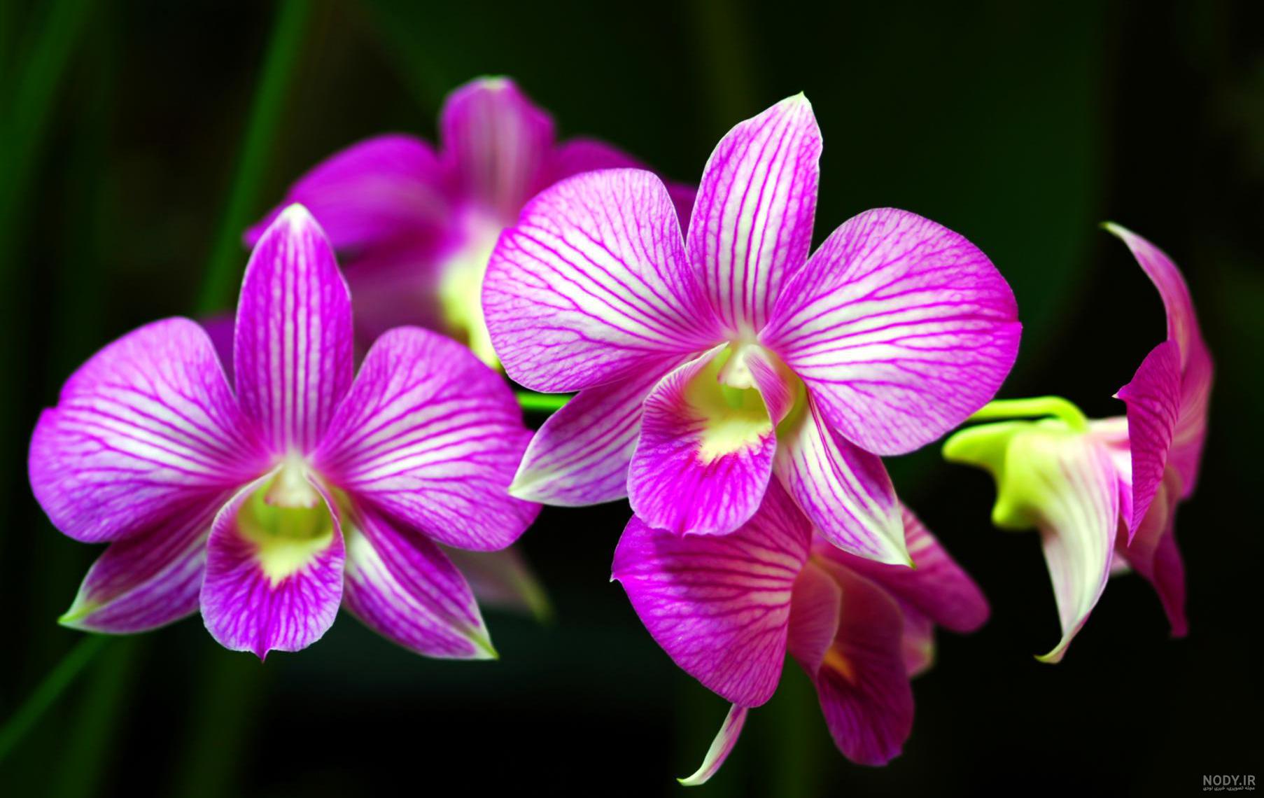 مرکز خرید گل ارکیده فالانوپسیس Orchid phalaenopsis + نشاء، پیاز ...