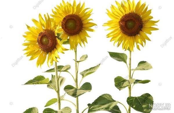 نقاشی گل آفتابگردان - عکس نودی