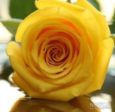 100 عکس گل های زیبا و قشنگ برای پروفایل | عکس پروفایل گل رز