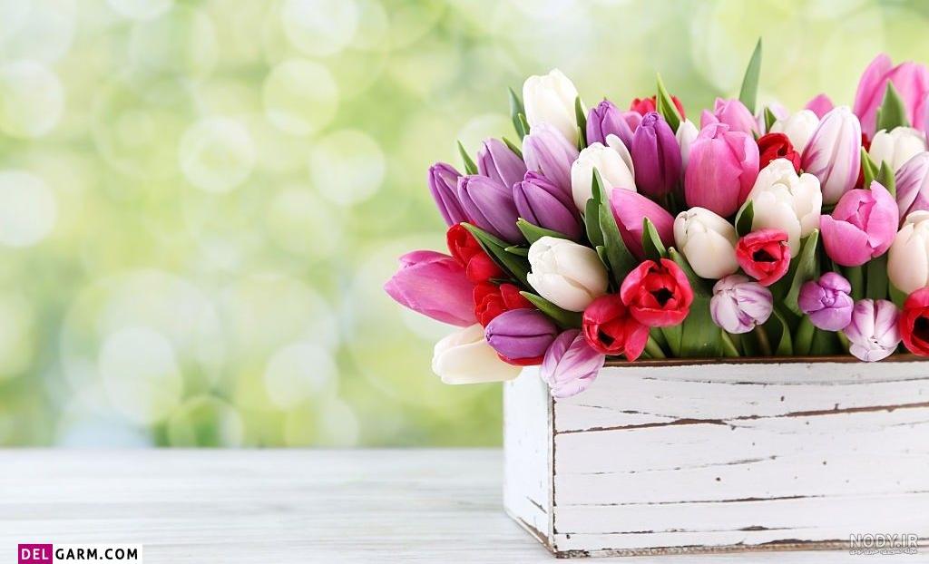 100 عکس گل های زیبا و قشنگ برای پروفایل | عکس پروفایل گل رز