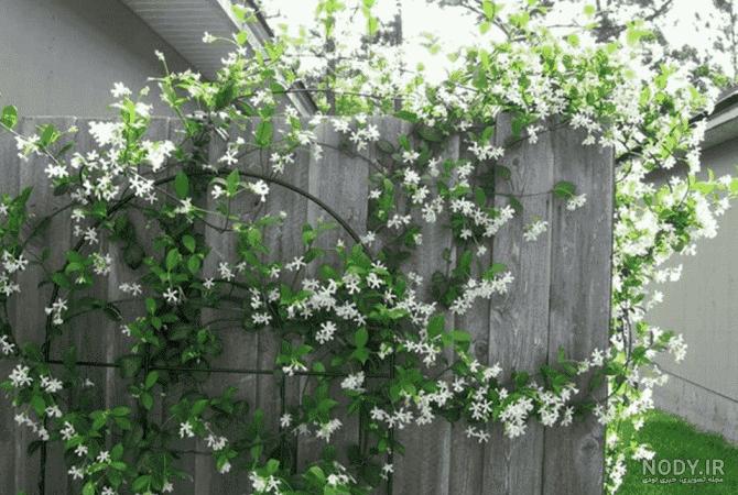 آشنایی با نگهداری و کاشت گل محبوبه شب آشنایی با نگهداری و کاشت گل محبوبه شب