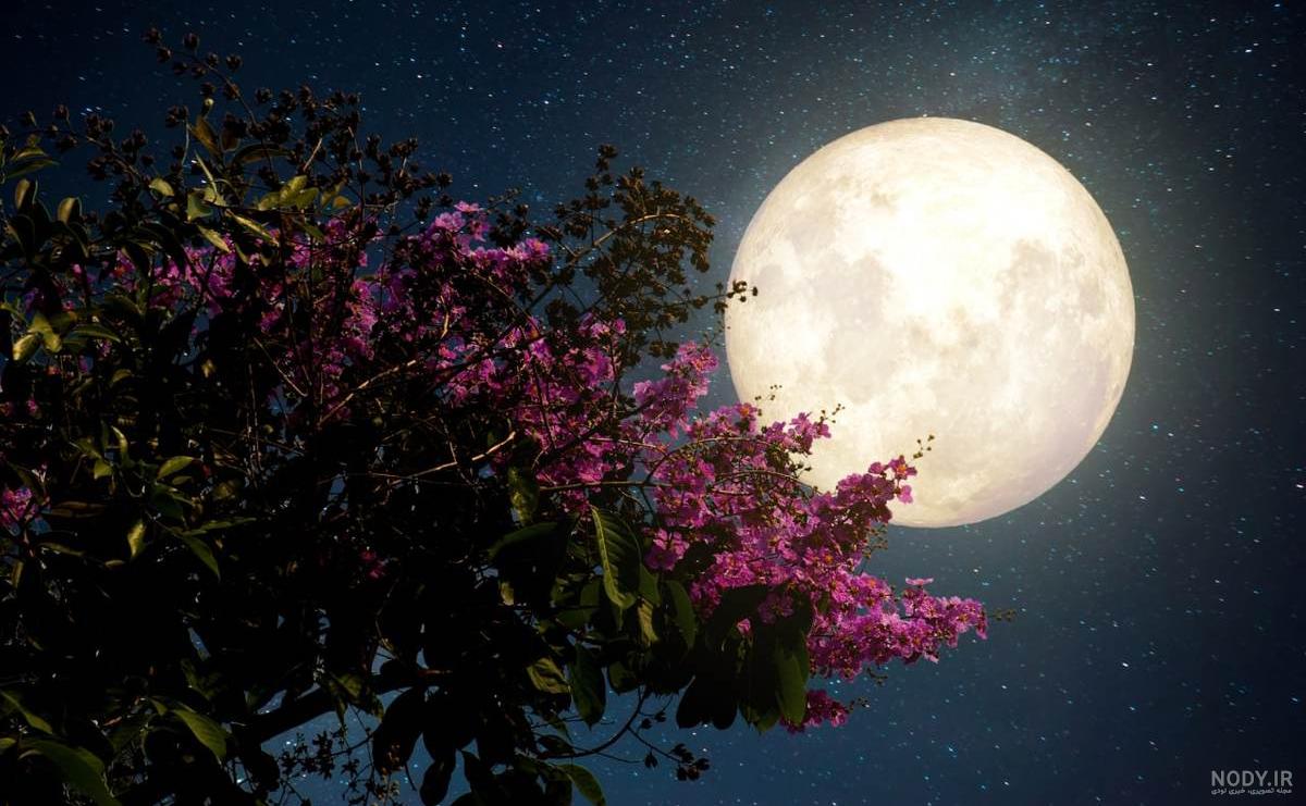 آشنایی با نگهداری و کاشت گل محبوبه شب آشنایی با نگهداری و کاشت گل محبوبه شب