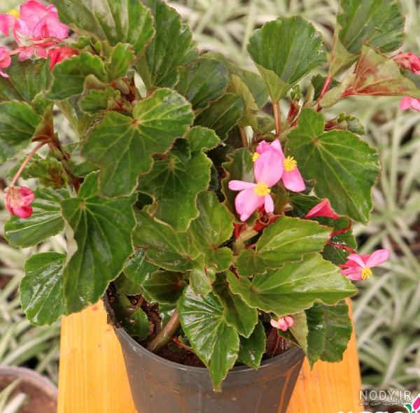 آشنایی با گیاهان آپارتمانی و رازهای شادابی آنها آشنایی با گیاهان آپارتمانی و رازهای شادابی آنها