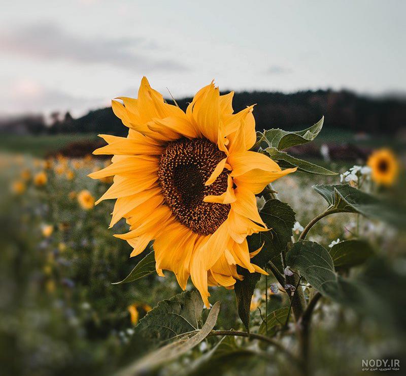 عکس جدید از گل زرد برای پروفایل دخترونه و پسرونه