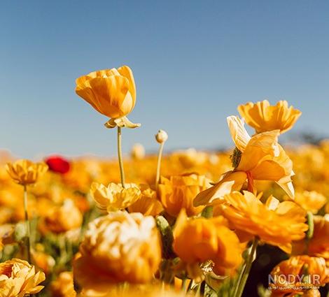 عکس های جدید طبیعت برای پروفایل عکس های جدید طبیعت برای پروفایل