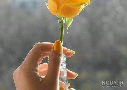 عکس گل رز زرد برای پروفایل واتساپ