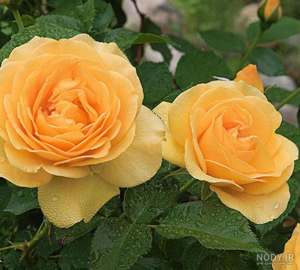 عکس گل رز زرد برای پروفایل واتساپ