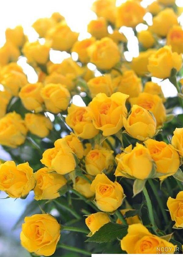 عکس گل رز زرد برای پروفایل ❤️ [ بهترین تصاویر ]