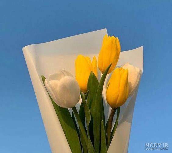 عکس گل رز زرد خوشرنگ برای پروفایل پسرانه و دخترانه واتساپ