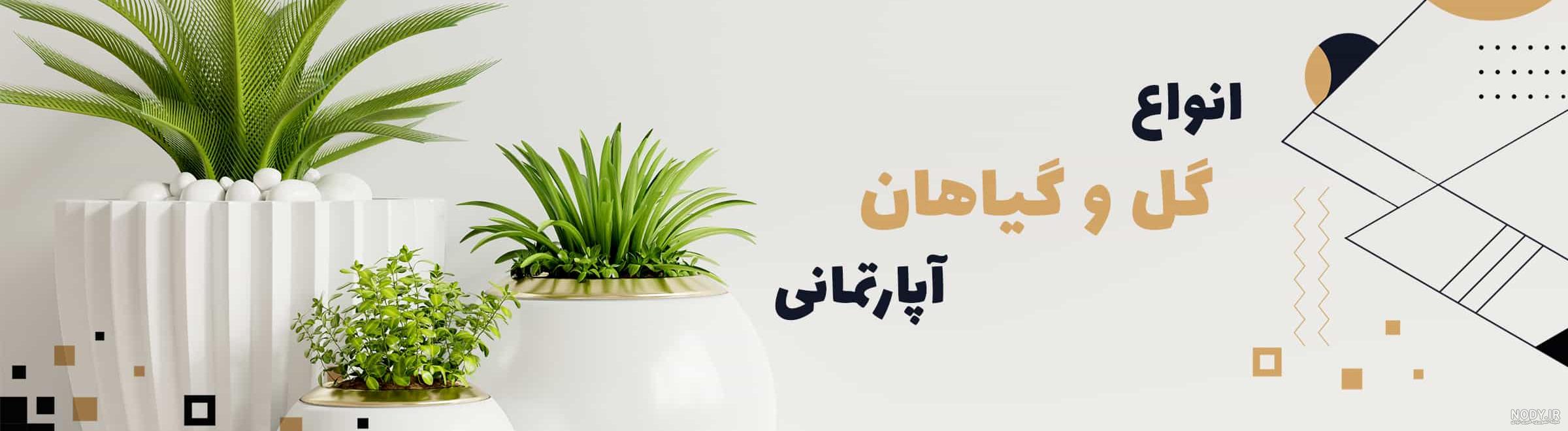 عکس گل های طبیعی خانگی عکس گل های طبیعی خانگی