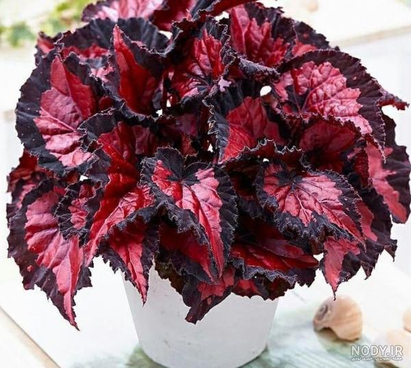 عکس گل طبیعی خانگی جدید عکس گل طبیعی خانگی جدید