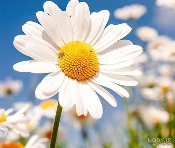 عکس گل🌺دانلود 100 عکس گل زیبا و طبیعی با کیفیت بالا