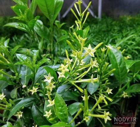 فرارو | بهترین گل‌های معطر در شب
