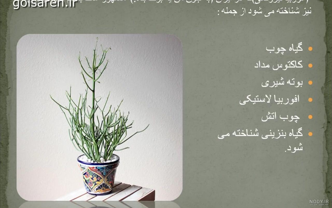 فرارو | گیاه «جون من یه برگ بده» یا افوربیا تیروکالی