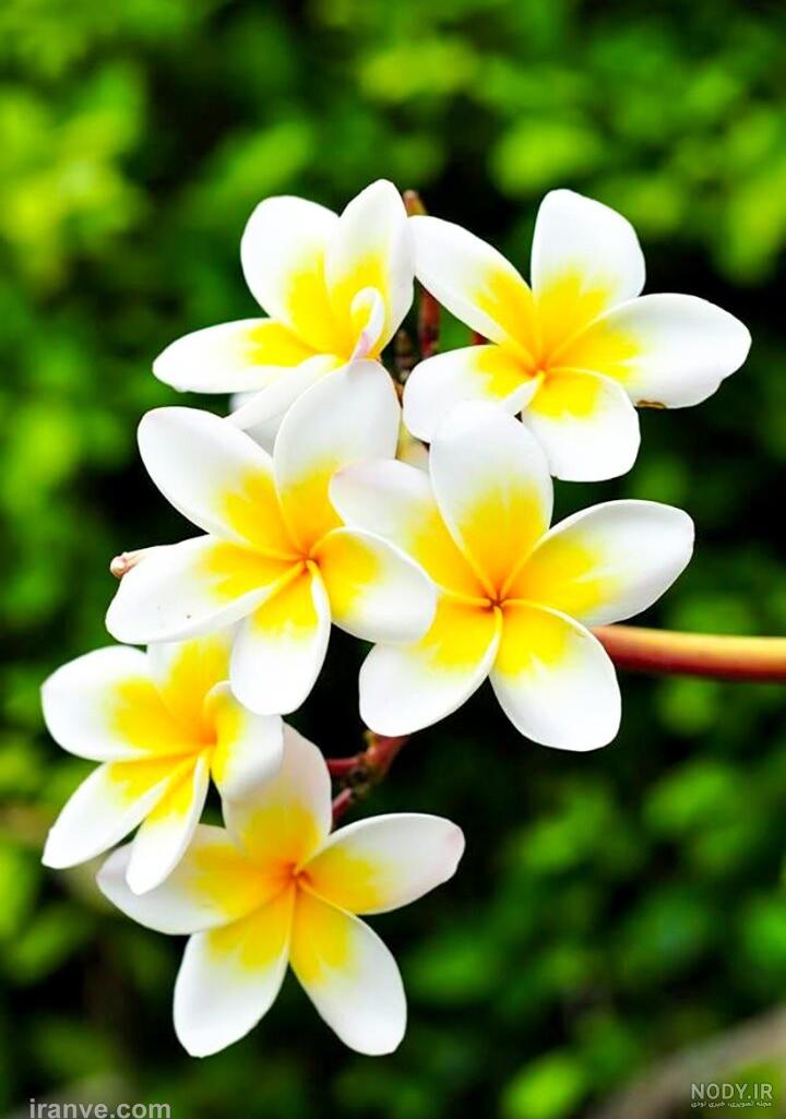 مجموعه عکس گل زرد برای پروفایل واتساپ (جدید)