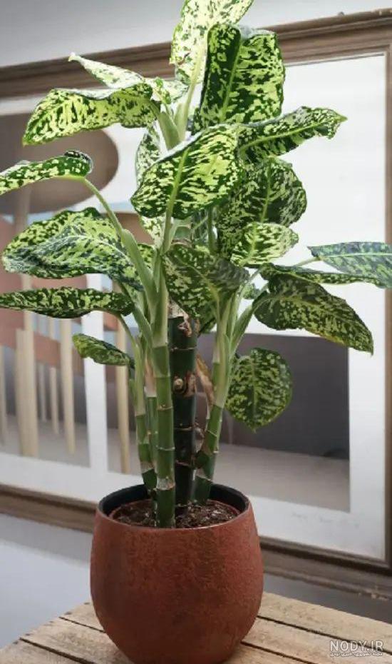مدل عکس گل طبیعی خانگی مدل عکس گل طبیعی خانگی