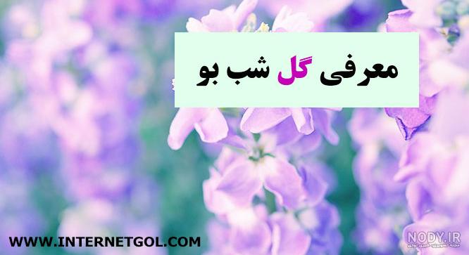 معرفی گل شب بو , روش های نگهداری گل شب بو | VIP Shop معرفی گل شب بو , روش های نگهداری گل شب بو | VIP Shop