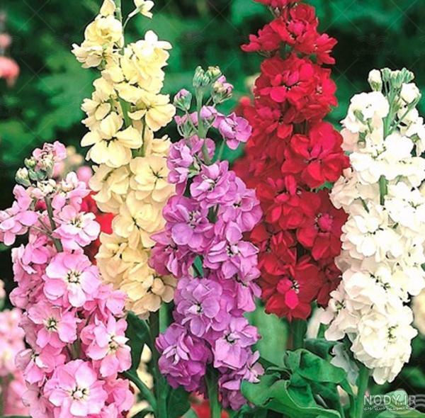 نگهداری گل محبوبه شب + راه درمان زردی و روش تکثیر ساده گل نگهداری گل محبوبه شب + راه درمان زردی و روش تکثیر ساده گل