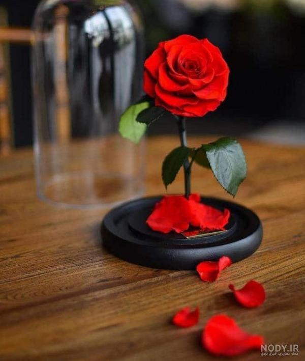 40 عکس گل و عکس با زمینه گل با کیفیت عاشقانه و جدید - ستاره