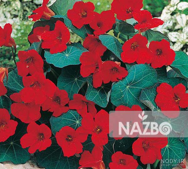 خرید بذر گل لادن الوان درجه یک خرید بذر گل لادن الوان درجه یک