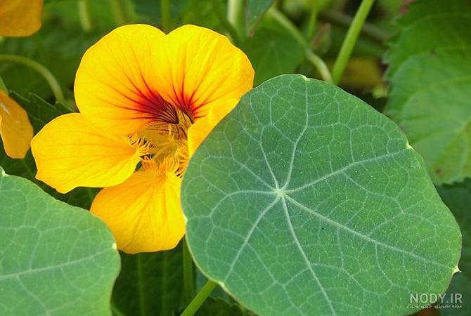 خرید بذر گل لادن الوان درجه یک