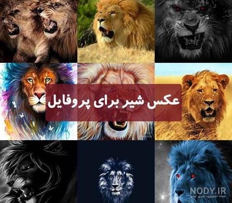 عکس شیر وحشی برای پروفایل - عکس نودی