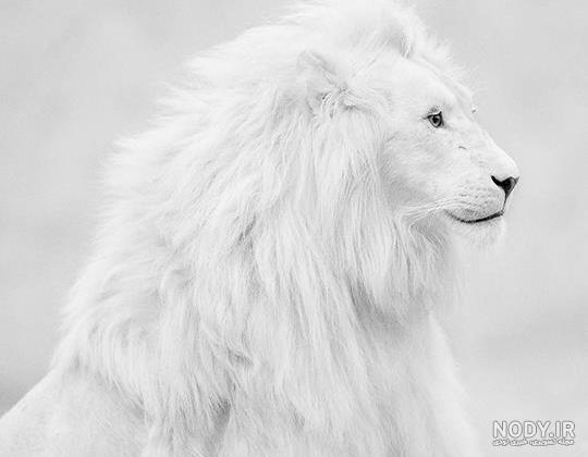 عکس نوشته شیر برای پروفایل - عکس نودی