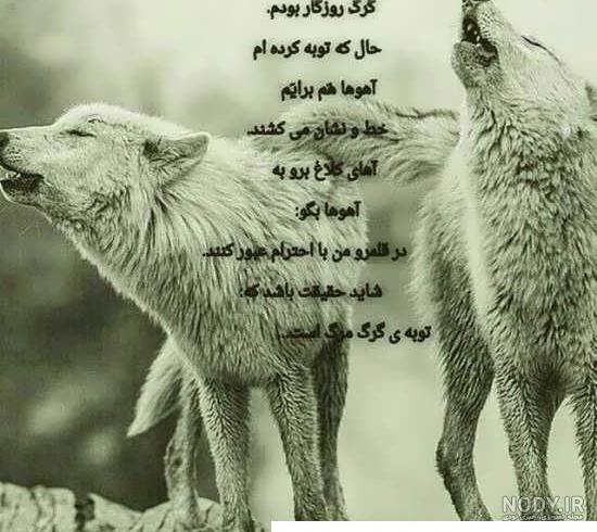 عکس نوشته گرگ - تــــــــوپ تـــــــــاپ