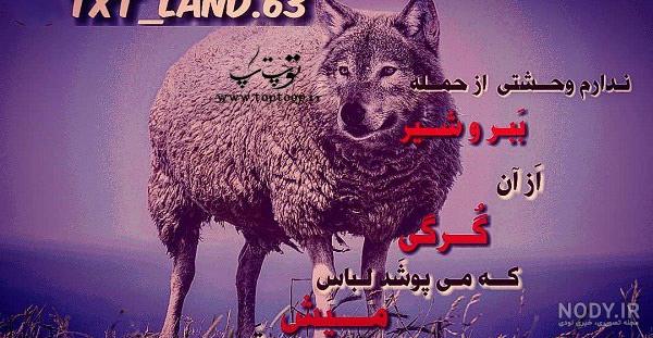 عکس پروفایل پسرانه گرگ ❤️ [ بهترین تصاویر ]
