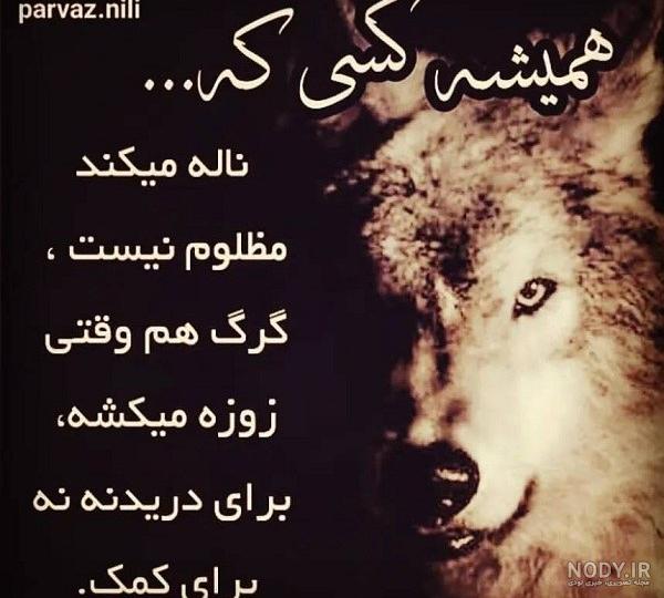 عکس گرگ برای پروفایل | 100 عکس از گرگ های زیبا و وحشی {مخصوص ...