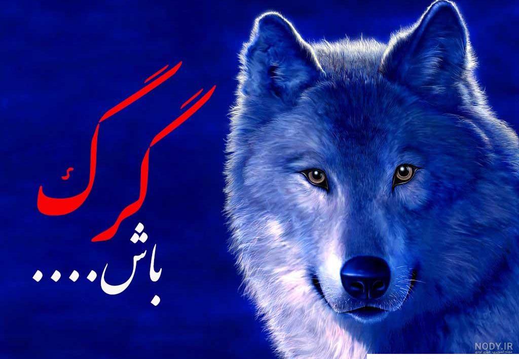 عکس گرگ شیر - عکس نودی