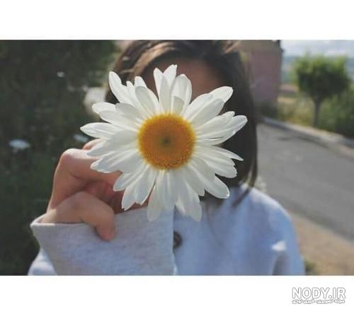 عکس گل بابونه پروفایل
