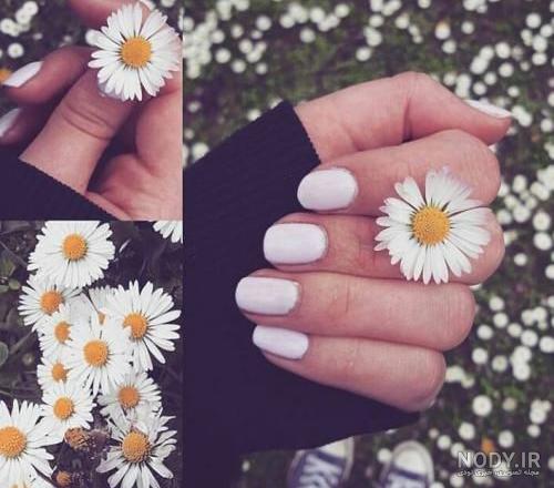 عکس گل بابونه پروفایل عکس گل بابونه پروفایل