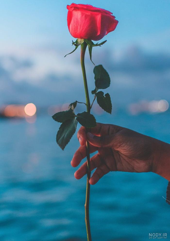 عکس گل عشق برای پروفایل
