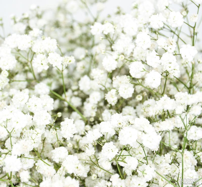 عکس گل ژیپسوفیلا سفید