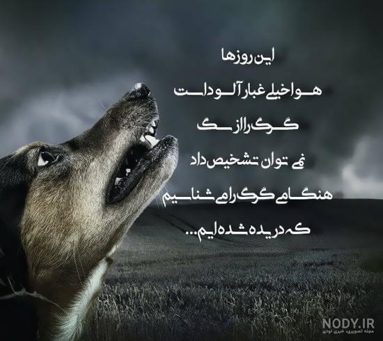 منتخب جذاب ترین عکس گرگ برای پروفایل دخترانه / پسرانه