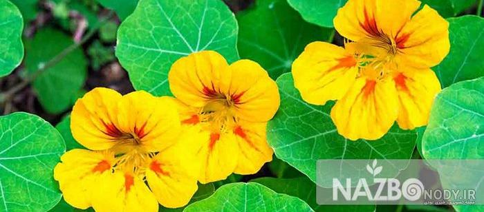 گل لادن:راهنمایی مراقبت از گل( Nasturtium)+نحوه ی کاشت|رشد|تکثیربه ...