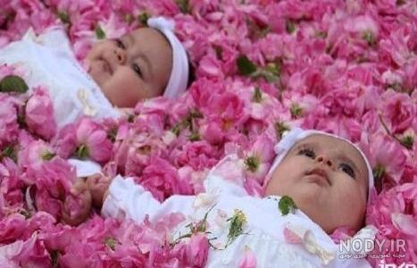 عکس نوزاد در گل محمدی