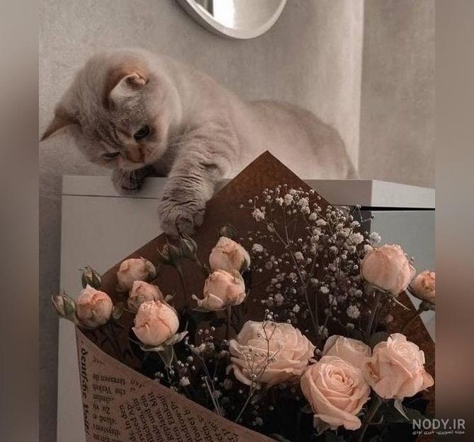 عکس پروفایل جدید گربه عکس پروفایل جدید گربه