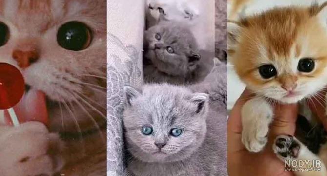 عکس گربه ملوس برای پروفایل | عکس گربه کیوت برای پروفایل | عکس گربه ... عکس گربه ملوس برای پروفایل | عکس گربه کیوت برای پروفایل | عکس گربه ...