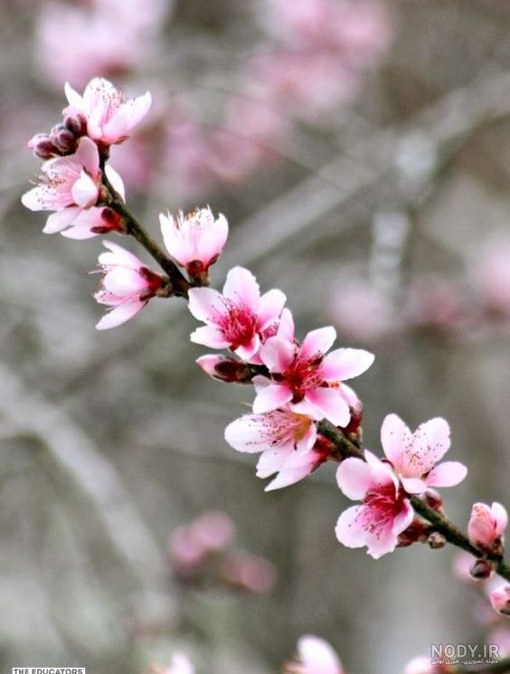 عکس گل زیبا برای پروفایل روبیکا عکس گل زیبا برای پروفایل روبیکا