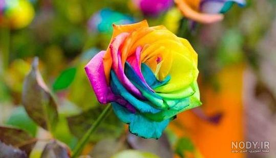 عکس گل سر کیوت عکس گل سر کیوت